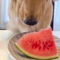 スイカの食べ方を忘…