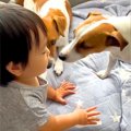 小さな男の子が保育…