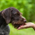犬が飼い主をずっと…