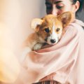 犬のストレスを解消…