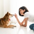 柴犬のトイレトレー…