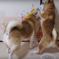 「ダメだってば」先…