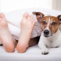 なぜ犬は早起きなの…