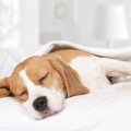 犬が寝ている時に健…