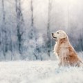 寒い季節に多い犬の…