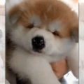 モフモフの楽園がこ…