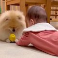 赤ちゃんと犬が一緒…