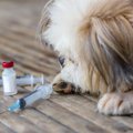 【獣医師執筆】犬の…