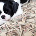 愛犬のための貯金は…