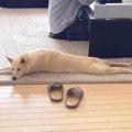 『犬はソファ禁止』…