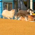 ドッグランで、前の…