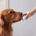 犬にゆで卵を与えて…