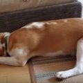 ソファーの下に大事…