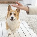 『ドジな子が多い犬…