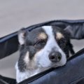 犬が『老犬』になる…