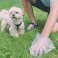 犬がしていたら危険…