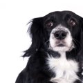 犬が『困っている時…