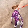 海が怖くて近づけな…