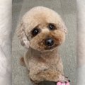【話題】トイプーさ…