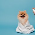 犬の口臭スプレーの…