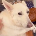『カッコイイ大型犬…
