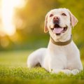 犬にとっての『幸せ…