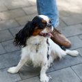 犬が足を引きずって…