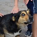 犬が怯えてしまう『…