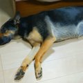 パパに『ベッドで一…
