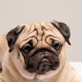 『頑固な性格の犬』…