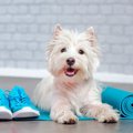 愛犬と一緒にヨガを…