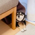 お散歩拒否！隠れて…