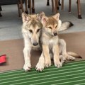 オオカミ？子ライオ…