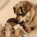 犬の『ノーズワーク…
