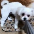 待ってろ！今助ける…