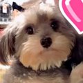 生まれつき心臓が悪…