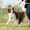 英国での調査〜犬の…