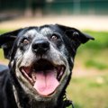 老犬がよくする行動…