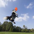 投げる犬のおもちゃ…