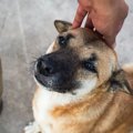 犬が「ヒコーキ耳」…