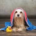 愛犬と一緒にお風呂…