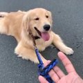 歩きたくないワン！…