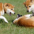 犬の世界でも『いじ…