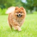 ポメラニアンの平均…
