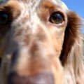 犬の目について知っ…