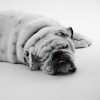 犬のダイエット方法…