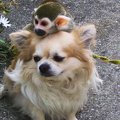 地域の安全をわんこ…