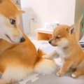 犬の赤ちゃんが『お…