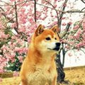 しばけん？しば…