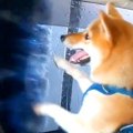 犬を乗せて『洗車機…